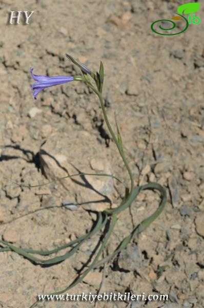 subsp. montanum-Malatya