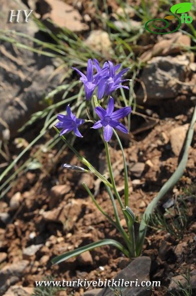 subsp. montanum-Malatya