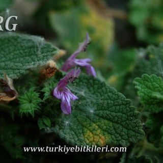 Silifke-Mersin