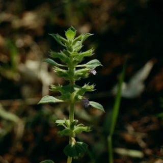 ssp rotundifolius-Çubuk-Ankara