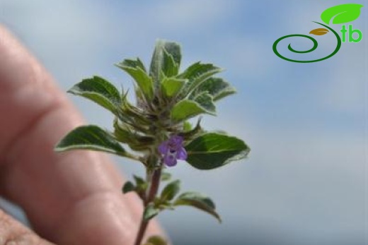 ssp rotundifolius-Çubuk-Ankara