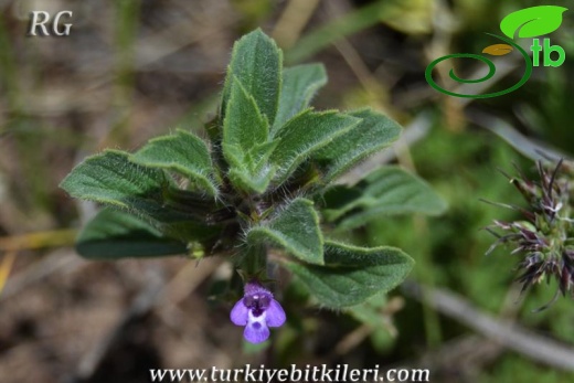 ssp rotundifolius-Çubuk-Ankara