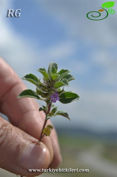 ssp rotundifolius-Çubuk-Ankara