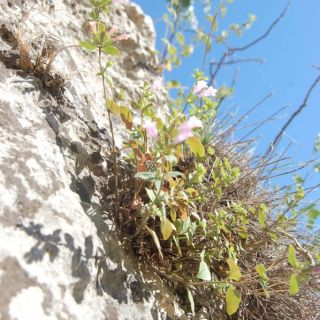 ssp ascendens-Silifke-Mersin