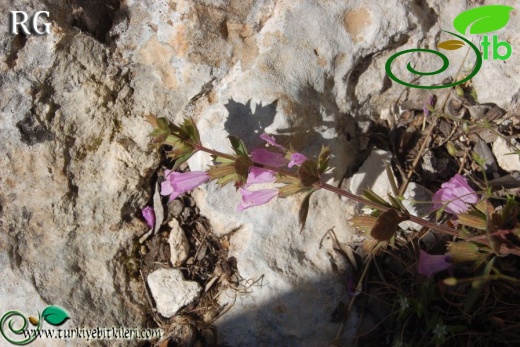 ssp ascendens-Silifke-Mersin