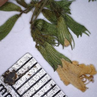 ssp glandulosum