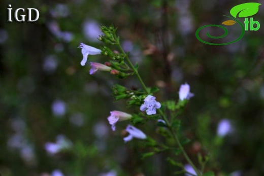 ssp glandulosum-Marmaris