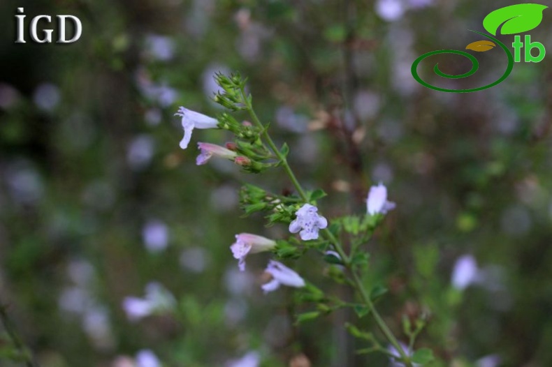 ssp glandulosum-Marmaris