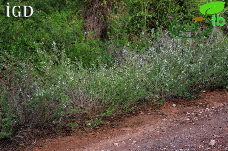 ssp glandulosum-Marmaris