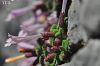 subsp. pamphylicum- Alanya