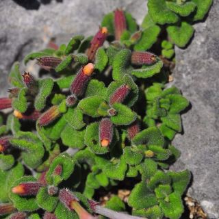 subsp. pamphylicum- Alanya