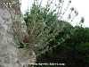 subsp. barbatum-Hatay