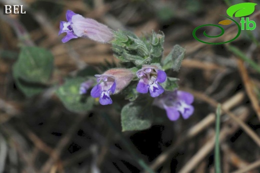 ssp grandiflorus-Çaldağı-Muğla