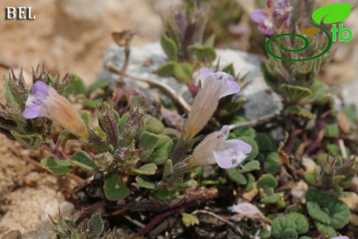 ssp grandiflorus-Çaldağı-Muğla