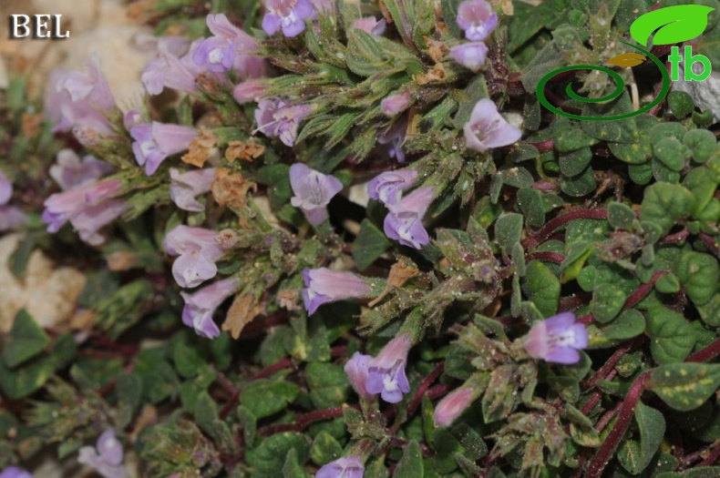 ssp grandiflorus-Çaldağı-Muğla