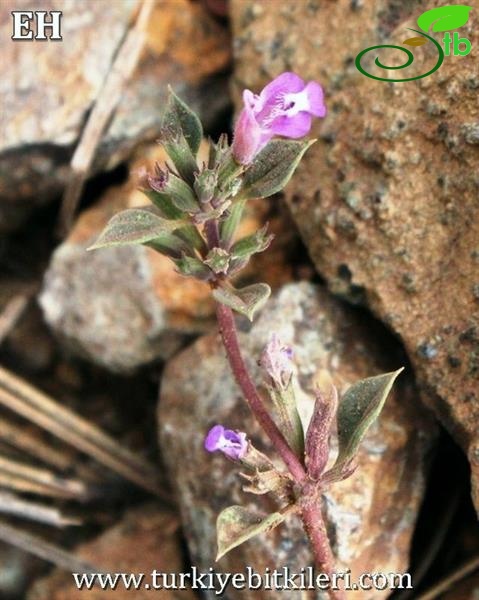 ssp vardaranus-Sandras dağı