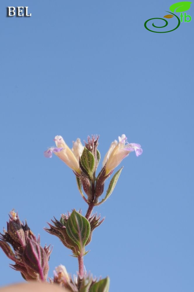 ssp grandiflorus-Çaldağı-Muğla