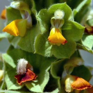 Denizli