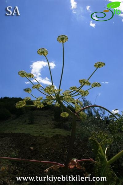 subsp-sylvestris