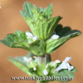 var aleppicum-Mardin