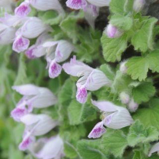 Muğla