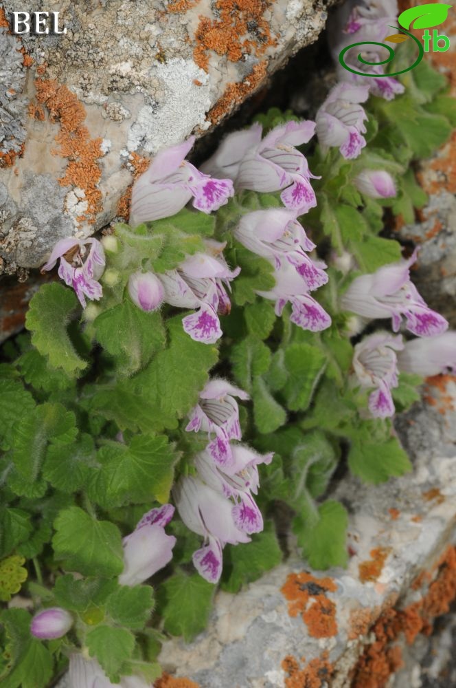 Muğla