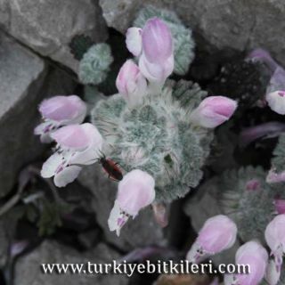 ssp glandulosidens-Gündoğmuş-Antalya