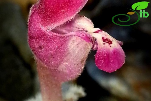 subsp. eriocephalum-Mersin