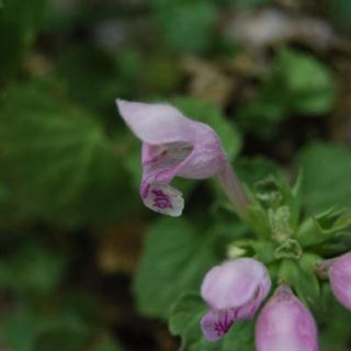 ssp pulchrum-Aladağlar-Niğde