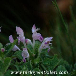 subsp. reniforme