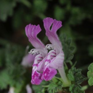 Sandras dağı-Köyceğiz