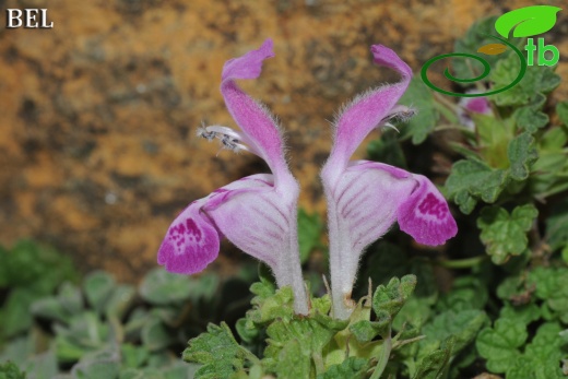 Sandras dağı