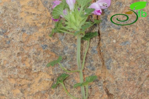 Sandras dağı-Köyceğiz