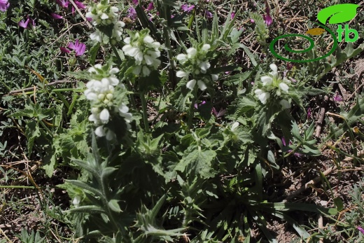 var. hakkiarense- Hakkari