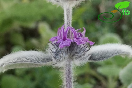 subsp. astracanicum-Sakarya