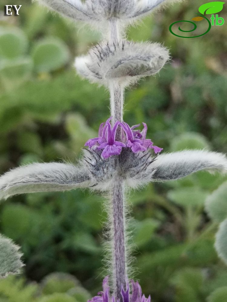 subsp. astracanicum-Sakarya