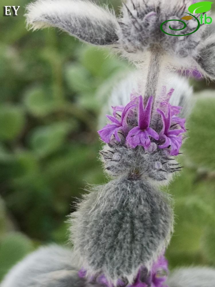 subsp. astracanicum-Sakarya