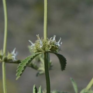 ssp oligodon-Kangal-Sivas