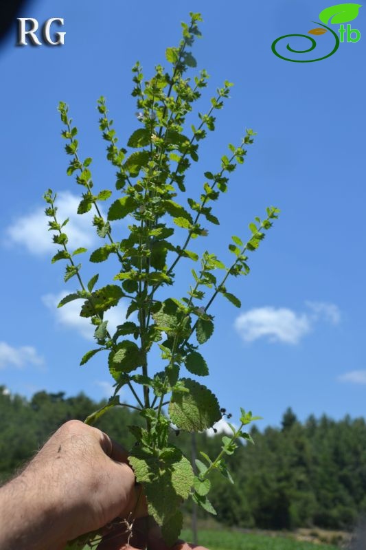 ssp altissima-Ula-Kale