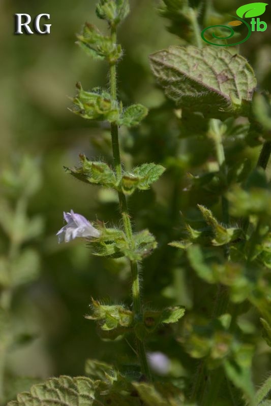 ssp altissima-Ula-Kale