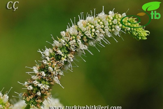 subsp.typhoides var.typhoides-İzmir