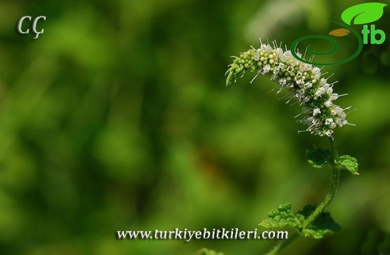subsp.typhoides var.typhoides-İzmir
