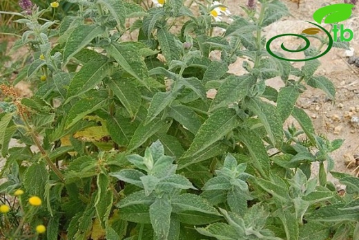 subsp. tomentosa-Uludağ-Bursa