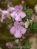 subsp. fruticulosa