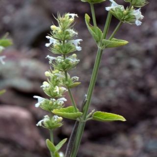 Sandras dağı-Köyceğiz