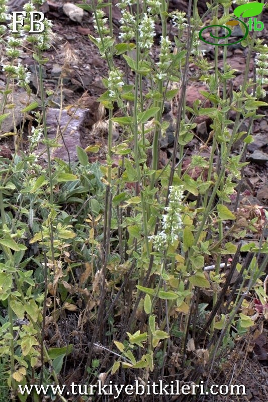 Sandras dağı-Köyceğiz