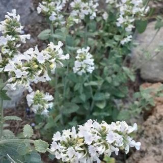 subsp. italica