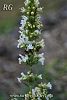 ssp albiflora-İspir-Erzurum