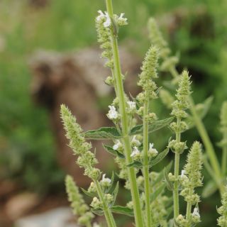 subsp. albiflora- İzmir