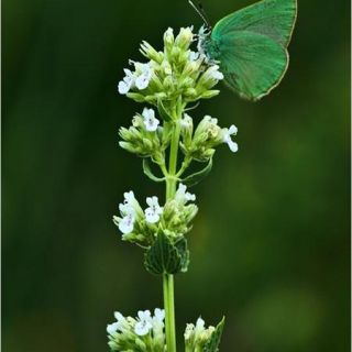 subsp. albiflora-Yahyalı-Kayseri
